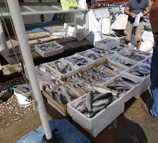 Fischverkauf direkt am Hafen Bodrum