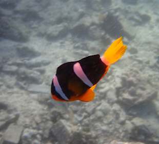 Unterwasserwelt Musandam