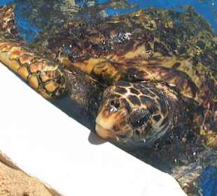 Meeresschildkröte