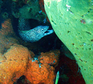 Muräne auf Cozumel