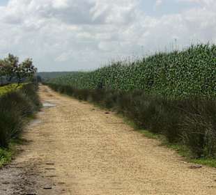 Naturpark S'Albufera