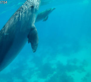 Delfinausflug mit Mo - 21.10.2017