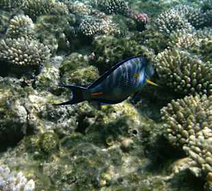 Unterwasserwelt Hotel Sharm Plaza