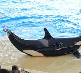 Orca Show