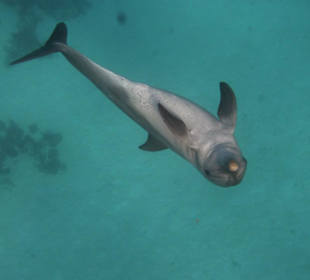 Flipper war gut drauf