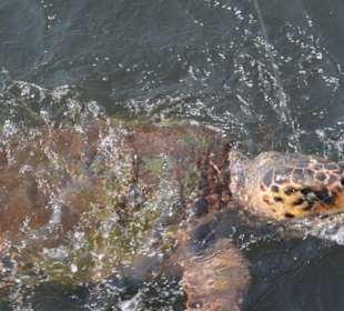 Caretta Caretta 