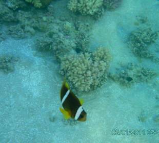 Clownfisch beim Schnorcheln entdeckt