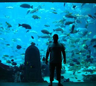Aquarien im Lost Chambers