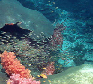 Tauchen an den Similans