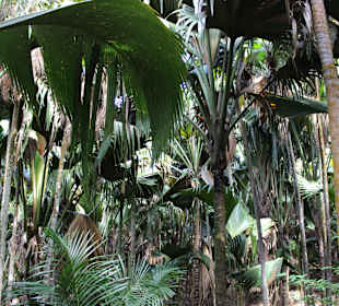 Wunderbarer Palmenwald