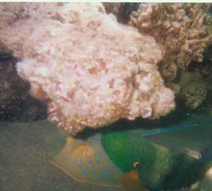 Blaupuktrochen mit Papageifisch