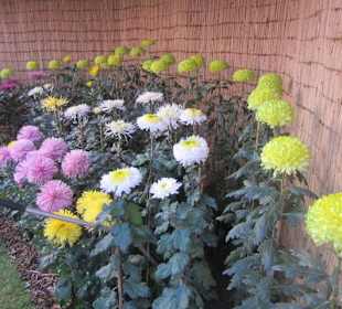 Chrysanthema Lahr