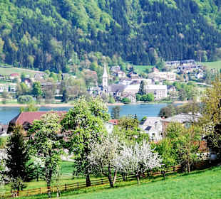 Blütenmeer am Ossiacher See