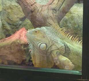Leguan