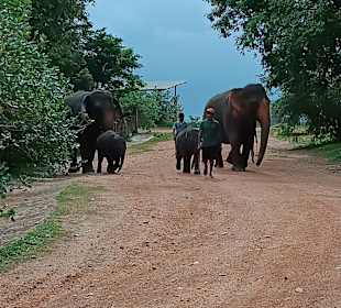Elefantenwaisenhaus Pinnawela