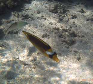 Fisch