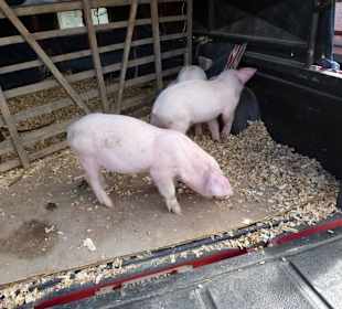 Transport zum Viehmarkt