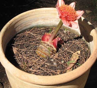 Diese Zwiebeln waren im Töpfen gepflanzt