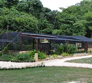 Schmetterlingsgarten