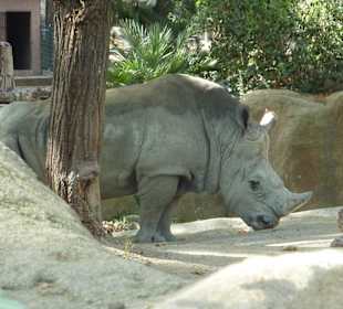 Breitmaulnashorn