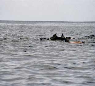 Schwimmen mit Delphinen