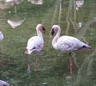 Zwergflamingos