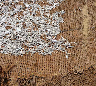 Fischmarkt in Negombo