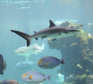 Im Aquarium unterwegs