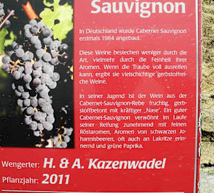 Tafel für den Neuling Cabernet Sauvignon