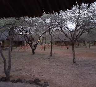 Nächtliche Besucher