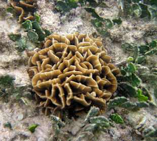 \'Home' reef