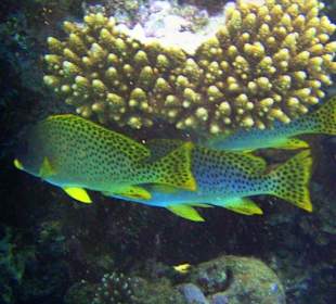 Schwarzpunkt-Süßlippen am Hausriff Dreams Beach Resort & Dre