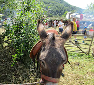 Festivalului Etnografic al Comunităţilor Răstolița