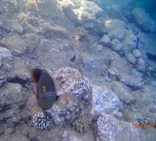 Schnorcheln am Hotelstrand