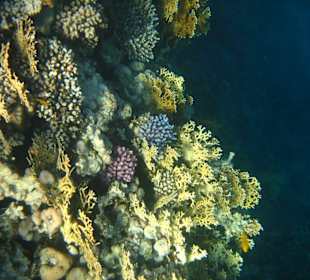 Am Hausriff Dreams Beach Resort & Dreams Vacation Resort