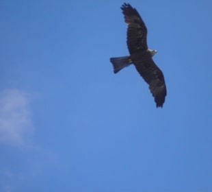 Birds of Prey Show