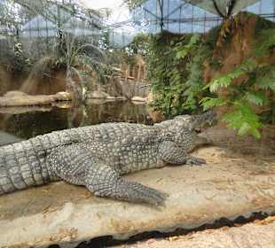 Krokodil