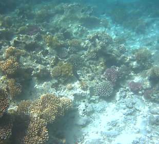 Schnorcheln Sharm el Sheikh