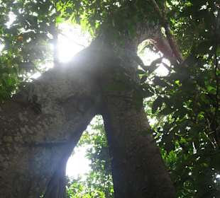 Urwaldriesen im Gegenlicht