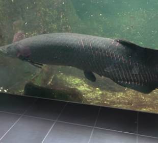 Aquarium