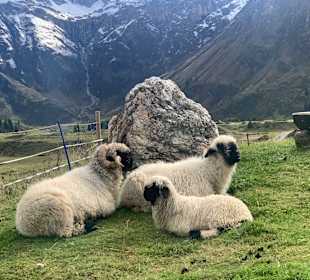 Wandern Sonnenalpe Nassfeld