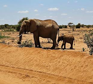 Julius Tact / JT Safaris