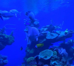 Palma Aquarium