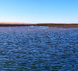 Bootstour Ria Formosa