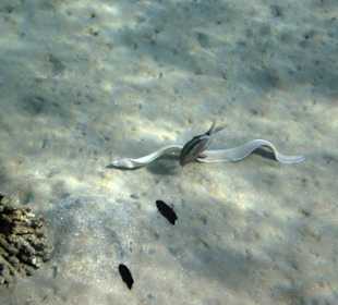 Moräne am frühen Morgen