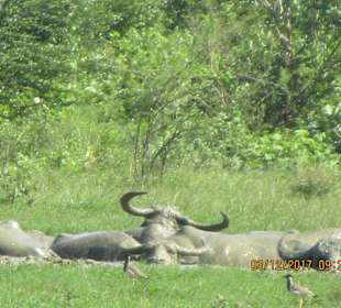 Udawalawe Park