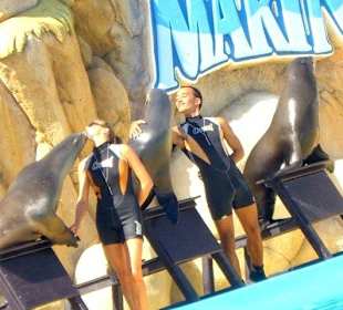 Seelöwenshow im Marineland