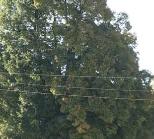 Friedenseiche Kohlstetten