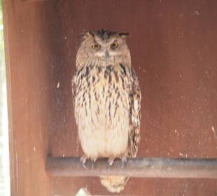 Tiere des Palmitos Parks