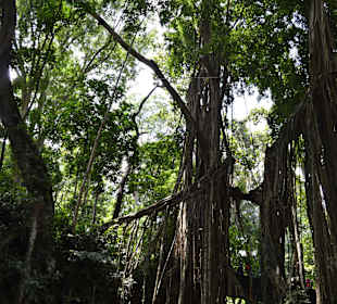 Affenwald in Ubud